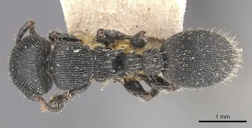 Procryptocerus regularis specimen CASENT0909257 image casent0909257_1