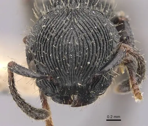 Procryptocerus regularis specimen CASENT0909257 image casent0909257_2