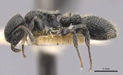 Procryptocerus regularis specimen CASENT0909257 image casent0909257_3