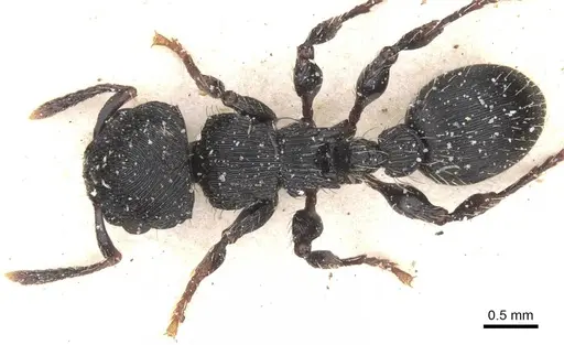 Procryptocerus regularis specimen CASENT0912586 image casent0912586_1