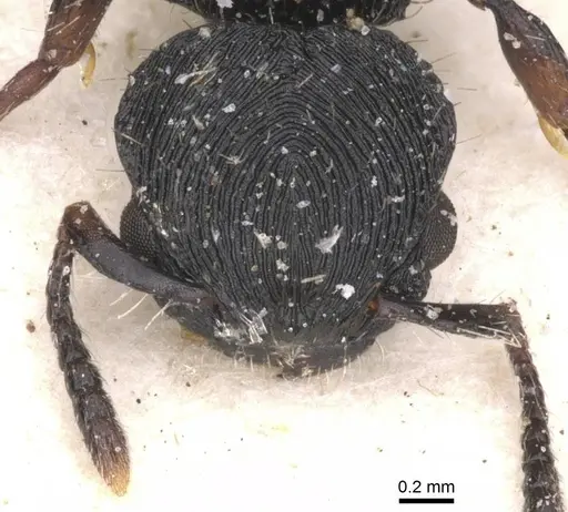 Procryptocerus regularis specimen CASENT0912586 image casent0912586_2