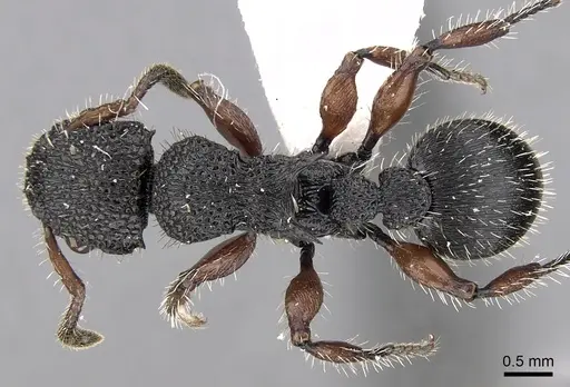 Procryptocerus rudis specimen CASENT0280793 image casent0280793_1