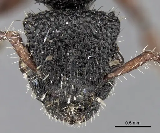 Procryptocerus rudis specimen CASENT0280793 image casent0280793_2
