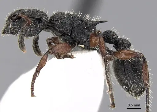 Procryptocerus rudis specimen CASENT0280793 image casent0280793_3