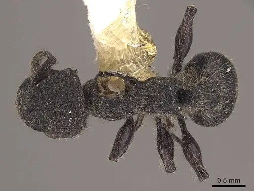 Procryptocerus rudis specimen CASENT0919593 image casent0919593_1