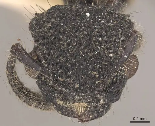 Procryptocerus rudis specimen CASENT0919593 image casent0919593_2