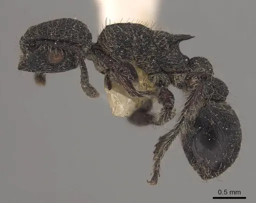 Procryptocerus rudis specimen CASENT0919593 image casent0919593_3