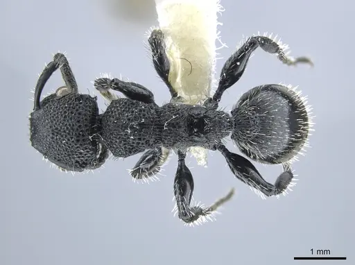 Procryptocerus rudis specimen JTLC000005554 image jtlc000005554_1