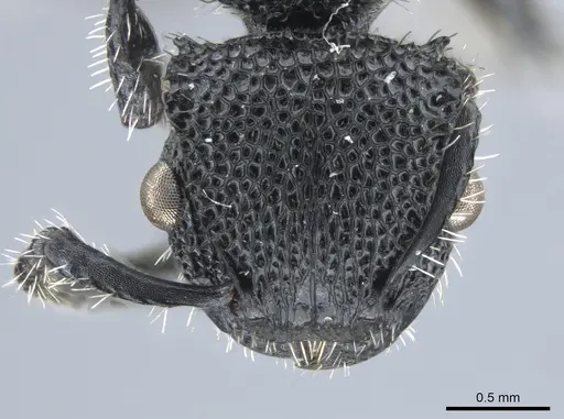 Procryptocerus rudis specimen JTLC000005554 image jtlc000005554_2