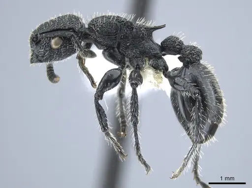 Procryptocerus rudis specimen JTLC000005554 image jtlc000005554_3
