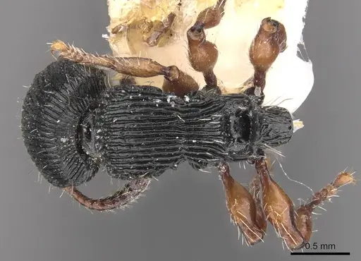 Procryptocerus sampaioi specimen CASENT0909250 image casent0909250_1