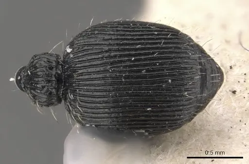 Procryptocerus sampaioi specimen CASENT0909250 image casent0909250_2