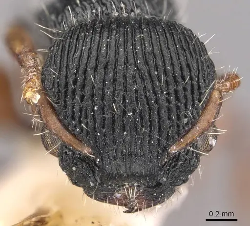 Procryptocerus sampaioi specimen CASENT0909250 image casent0909250_3
