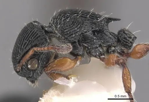 Procryptocerus sampaioi specimen CASENT0909250 image casent0909250_4