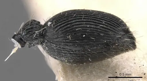 Procryptocerus sampaioi specimen CASENT0909250 image casent0909250_5