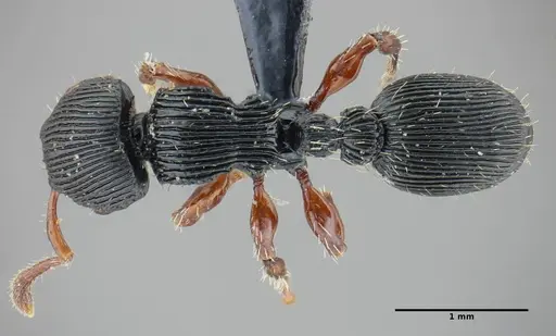 Procryptocerus sampaioi specimen UFV-LABECOL-000626 image ufv-labecol-000626_1