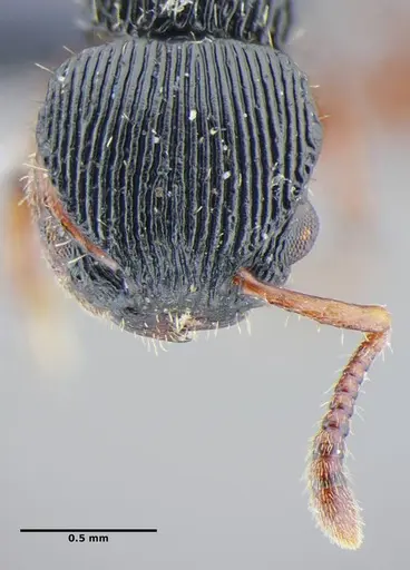 Procryptocerus sampaioi specimen UFV-LABECOL-000626 image ufv-labecol-000626_2