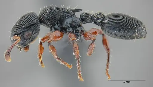 Procryptocerus sampaioi specimen UFV-LABECOL-000626 image ufv-labecol-000626_3