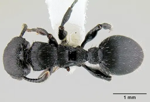 Procryptocerus scabriusculus specimen CASENT0106043 image casent0106043_1