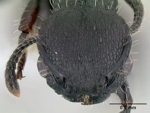 Procryptocerus scabriusculus specimen CASENT0106043 image casent0106043_2