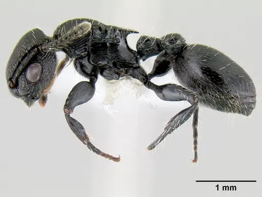 Procryptocerus scabriusculus specimen CASENT0106043 image casent0106043_3