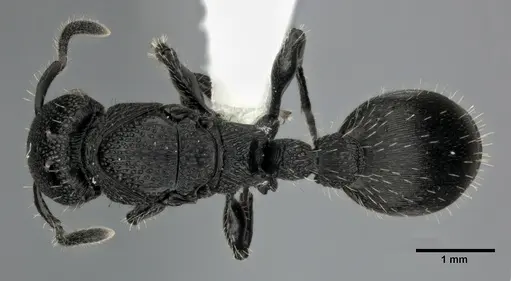 Procryptocerus scabriusculus specimen CASENT0246127 image casent0246127_1
