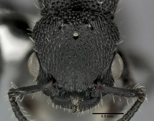 Procryptocerus scabriusculus specimen CASENT0246127 image casent0246127_2