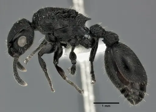 Procryptocerus scabriusculus specimen CASENT0246127 image casent0246127_3
