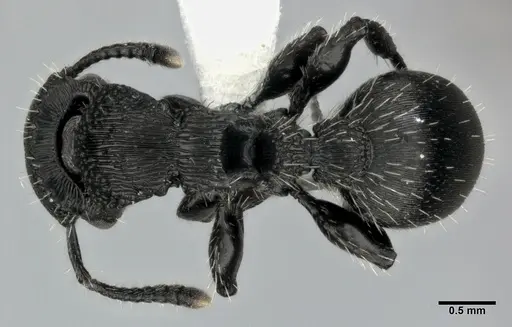 Procryptocerus scabriusculus specimen CASENT0246128 image casent0246128_1