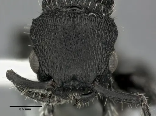 Procryptocerus scabriusculus specimen CASENT0246128 image casent0246128_2