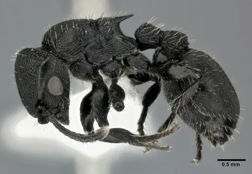 Procryptocerus scabriusculus specimen CASENT0246128 image casent0246128_3