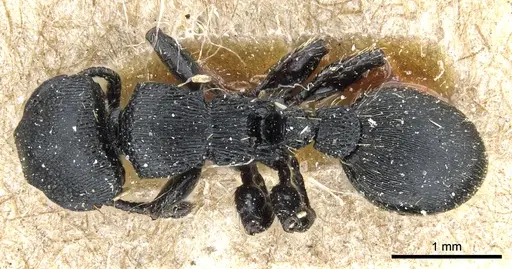 Procryptocerus scabriusculus specimen CASENT0904888 image casent0904888_1