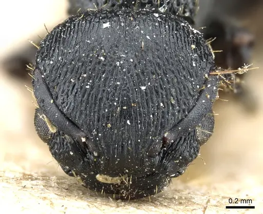 Procryptocerus scabriusculus specimen CASENT0904888 image casent0904888_2