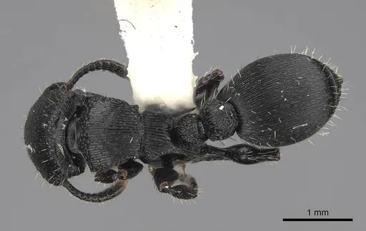Procryptocerus scabriusculus specimen CASENT0914489 image casent0914489_1