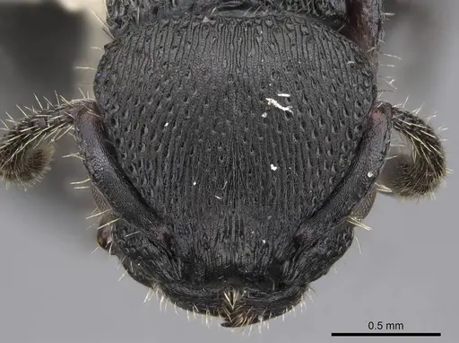 Procryptocerus scabriusculus specimen CASENT0914489 image casent0914489_2