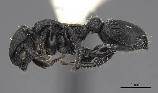 Procryptocerus scabriusculus specimen CASENT0914489 image casent0914489_3