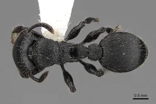 Procryptocerus scabriusculus specimen CASENT0922627 image casent0922627_1