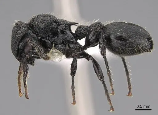 Procryptocerus scabriusculus specimen CASENT0922627 image casent0922627_3