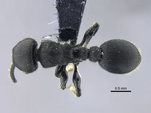 Procryptocerus scabriusculus specimen CBUMAGENT40424 image cbumagent40424_1