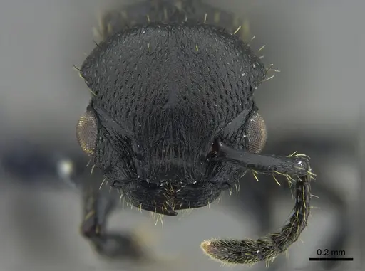 Procryptocerus scabriusculus specimen CBUMAGENT40424 image cbumagent40424_2
