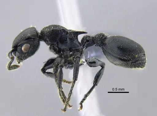 Procryptocerus scabriusculus specimen CBUMAGENT40424 image cbumagent40424_3