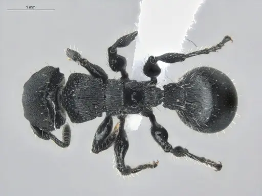 Procryptocerus scabriusculus specimen ECOFOG-IT14-0815-83 image ecofog-it14-0815-83_1