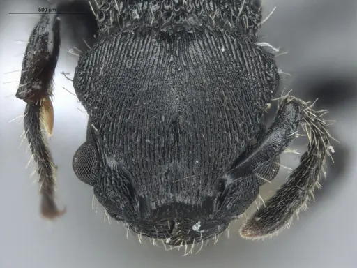 Procryptocerus scabriusculus specimen ECOFOG-IT14-0815-83 image ecofog-it14-0815-83_2