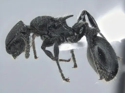 Procryptocerus scabriusculus specimen ECOFOG-IT14-0815-83 image ecofog-it14-0815-83_3