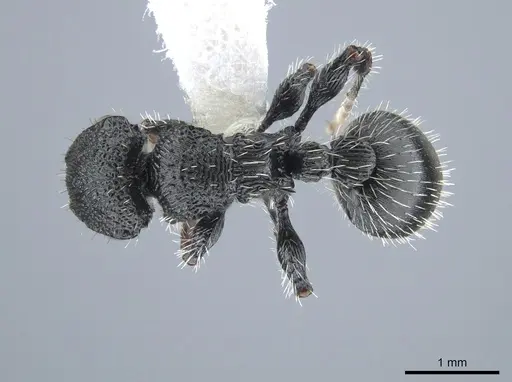 Procryptocerus schmalzi specimen CASENT0651712 image casent0651712_1