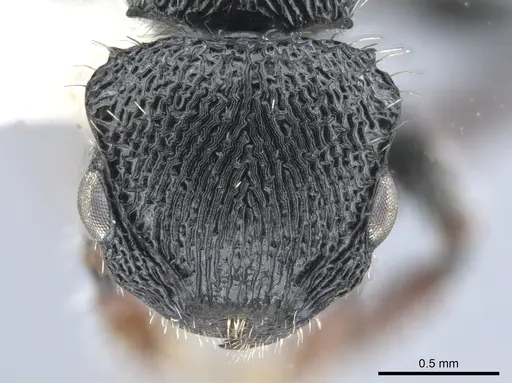 Procryptocerus schmalzi specimen CASENT0651712 image casent0651712_2