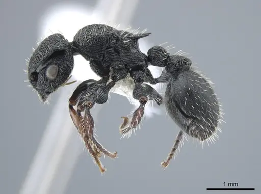 Procryptocerus schmalzi specimen CASENT0651712 image casent0651712_3