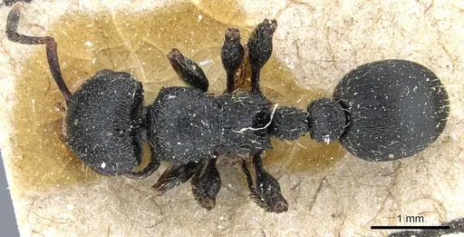 Procryptocerus schmalzi specimen CASENT0904887 image casent0904887_1