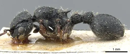 Procryptocerus schmalzi specimen CASENT0904887 image casent0904887_3