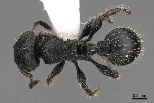 Procryptocerus schmalzi specimen CASENT0922628 image casent0922628_1